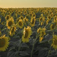 Подсолнухи. Sunflowers. :: Юрий Воронов