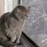 "Какая красота на улице, хозяин!": сказал кот  Торберн. :: Виталий Селиванов 