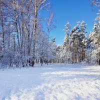 Прогулка по зимнему лесу :: Наталья Лакомова