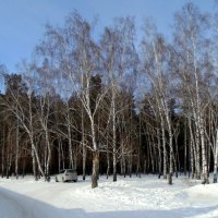 Прогулка в смешанный лес . :: Мила Бовкун