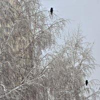 Вороны в недоумении, снег накрыл всё, что можно было съесть. :: Татьяна Помогалова