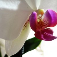 Сердце орхидеи. :: Ирина 