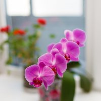 Орхидея :: Сергей Сол