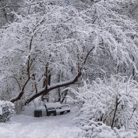 Под зимней вишней в Сокольниках. :: Василий Ярославцев