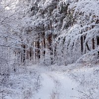 Прогулка по зимнему лесу :: Игорь Сикорский