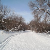 На лыжной трассе февраля.. :: Андрей Заломленков