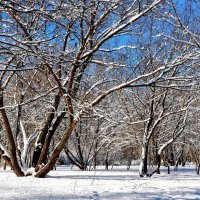 Ещё остался на деревьях снег ... :: Анатолий Колосов