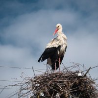 Портрет аиста. :: Андрий Майковский