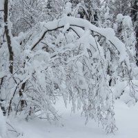 склонились под снегом :: Галина 