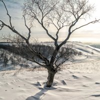 В феврале специально только 28 дней - чтобы весна пришла как можно скорее!:-) :: Андрей Заломленков