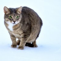 Кот на прогулке :: Наталья Жукова