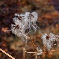 Clematis :: Heinz Thorns