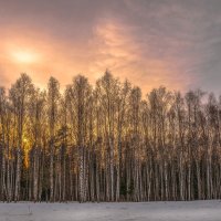 Хор берёз :: Александр Попович