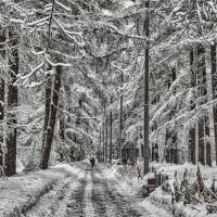 Аллея в зимнем парке. /Сокольники./ :: Василий Ярославцев