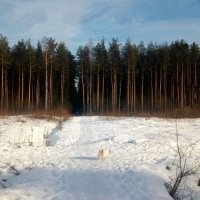 Запахло в феврале весною :: Елена Павлова (Смолова)