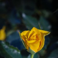 Раскрываются желтые розы,  лучик солнца опять в лепестках, :: Андрей Нибылица