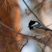 Московка (лат. Parus ater) :: Vladimir Belchikov