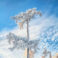 Зимняя пальма :: Vladimbormotov 