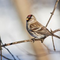 Чечеточка :: Александр Запылёнов