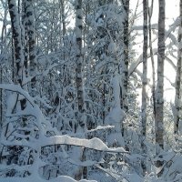 Красота зимнего леса. :: Валентина Жукова