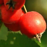 ягоды боярышника :: Лариса Крышталь 