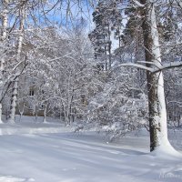 Вот такая зима в этом году :: Лидия (naum.lidiya)