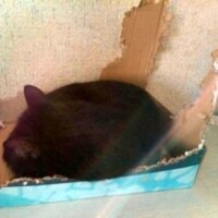Кошка и ее коробка. Сама разгрызла(построила) :: Татьяна Гусева