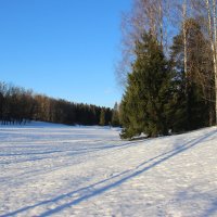 Павловский парк. Февраль :: Наталья Герасимова