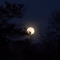 Лунный вечер над Старым парком :: Дина Дробина