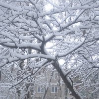 Снежные узоры :: Елена Семигина