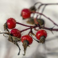 Февральская зарисовка. :: Анатолий. Chesnavik.