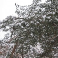 Снег на ветвях :: Дмитрий Никитин
