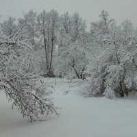 После снегопада :: Светлана 