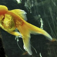 Золотая рыбка :: Nikolay Monahov