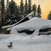 Отличный сторож... :: Владимир Деньгуб