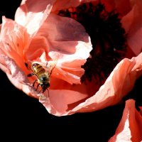 Пчелка и мак :: жанна нечаева