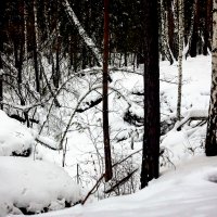 Овраг в лесу :: Сергей Царёв