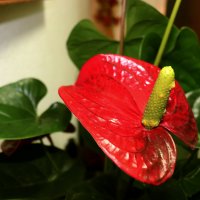 Anthurium :: Nikola Ivanovski