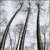 Когда деревья были большими... :: Василий Ипатов