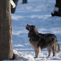 "Эй, на дереве! идем играть! - я мячик нашла!" :: Владимир Безбородов