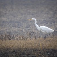 Белая цапля. :: Галина Шепелева