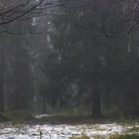Туманный лес :: Виктория Браун