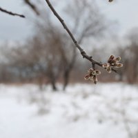 в преддверии весны :: Асенька Ломакина