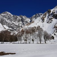 Пейзаж с березками :: Наталья (D.Nat@lia)