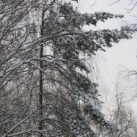 Сосна в снегу :: Дмитрий Никитин