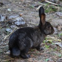 Кролик на свободе. :: Любовь 