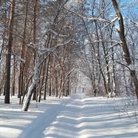 Весне не сдаётся наш гордый февраль.. :: Андрей Заломленков