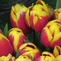 Тюльпаны в феврале :: Маера Урусова