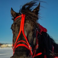 Победитель жеребец Помпей :: Вячеслав Порфирьев