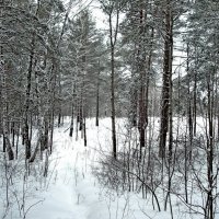 А у нас в лесу :: Raduzka (Надежда Веркина)